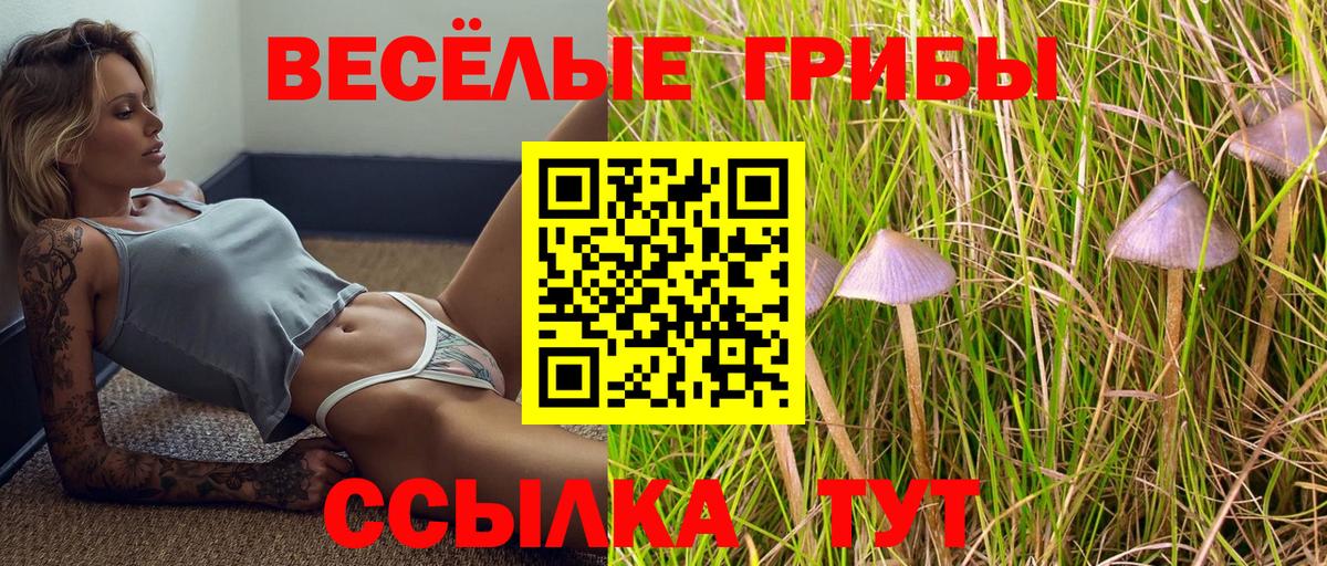 Псилоцибиновые грибы Cubensis Курчалой